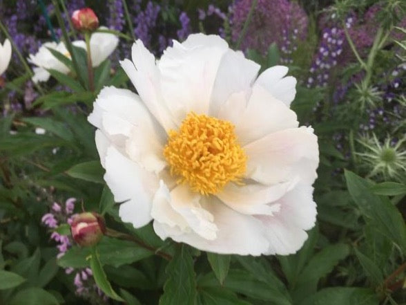 Paeonia lactiflora 'Hakodate'