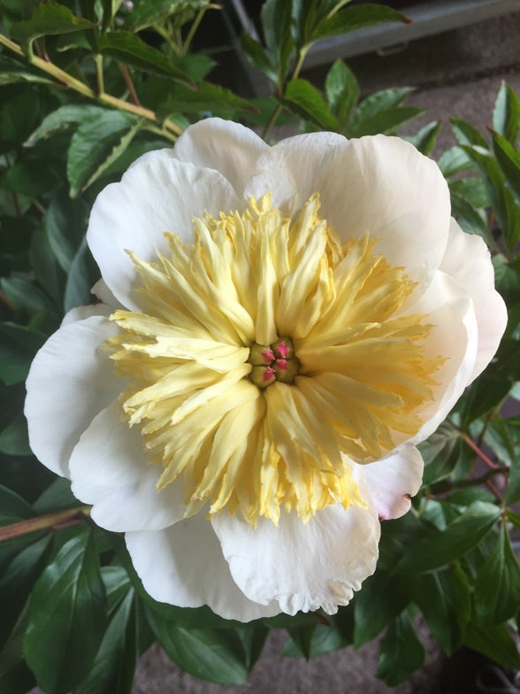 Paeonia 'Ho-Gioku'