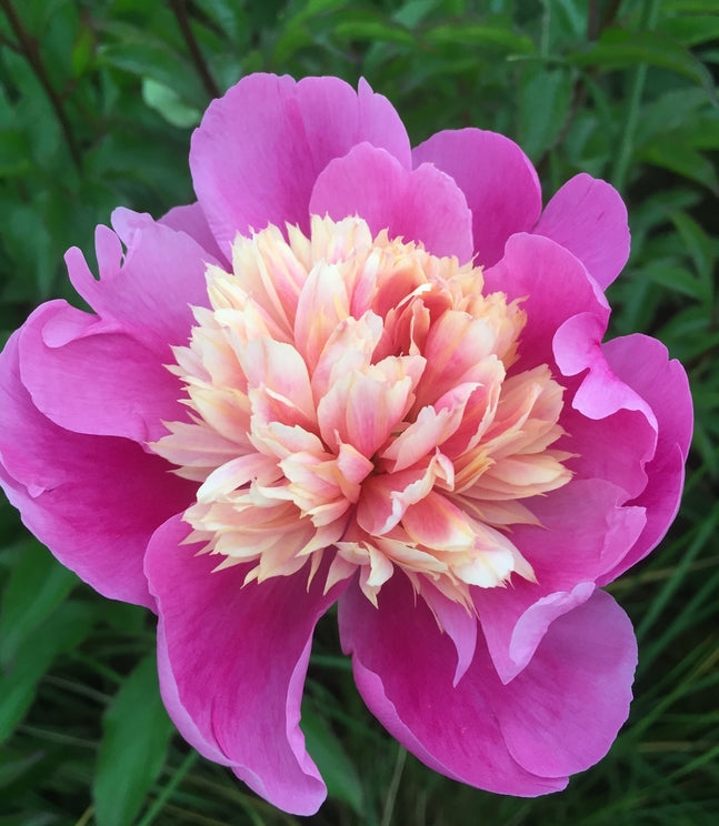 Paeonia lactiflora 'Lady Liberty'