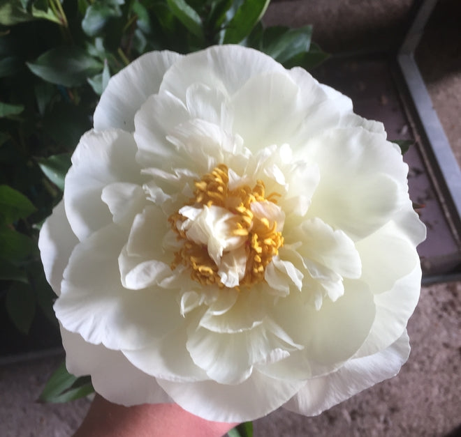 Paeonia lactiflora 'Le Cygne'