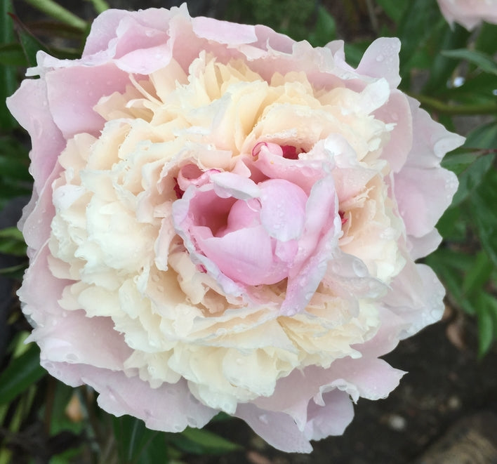 Paeonia lactiflora 'Madame Calot'