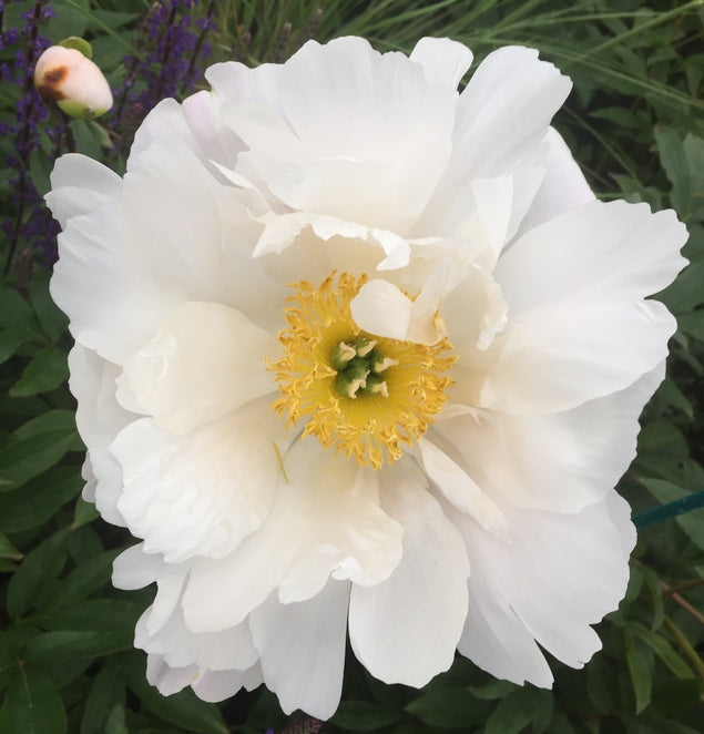 Paeonia lactiflora 'Miss America'