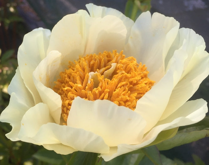 Paeonia 'Moonrise'