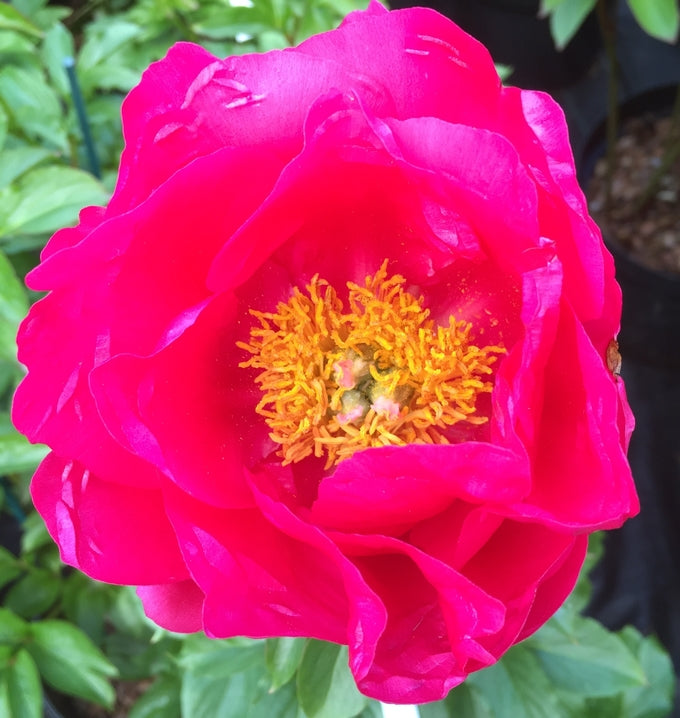 Paeonia 'Paula Fay'