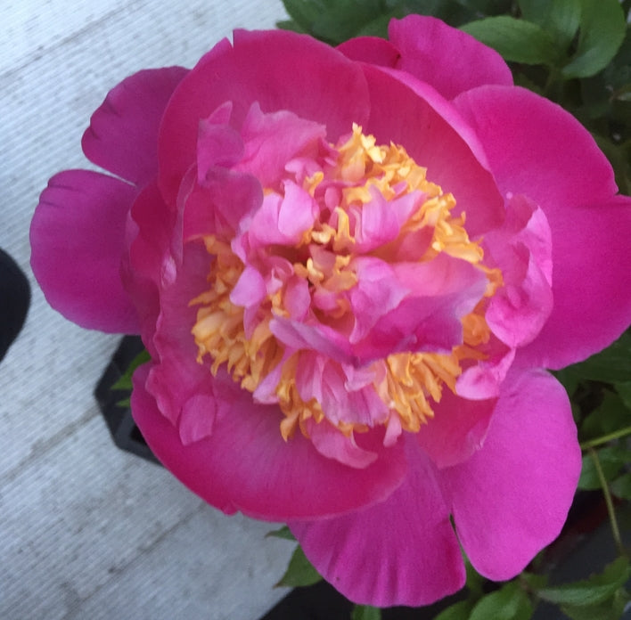 Paeonia lactiflora 'Tamatebako' or 'Tamate - boku'