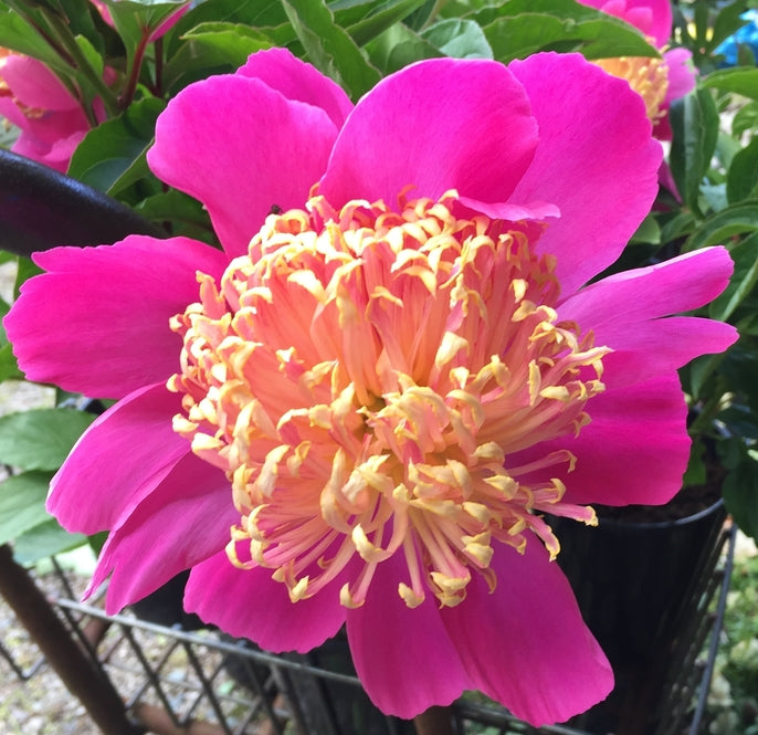 Paeonia lactiflora 'Tom Eckhardt'