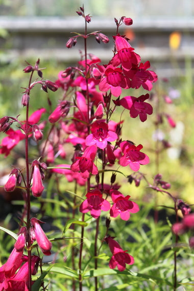 Penstemon 'Garnet' or 'Andenken an Frierich Hahn' AGM