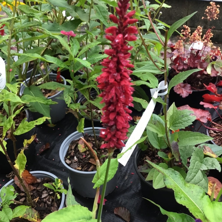 Persicaria amplexicaulis 'Blackfield' Pollinator plant