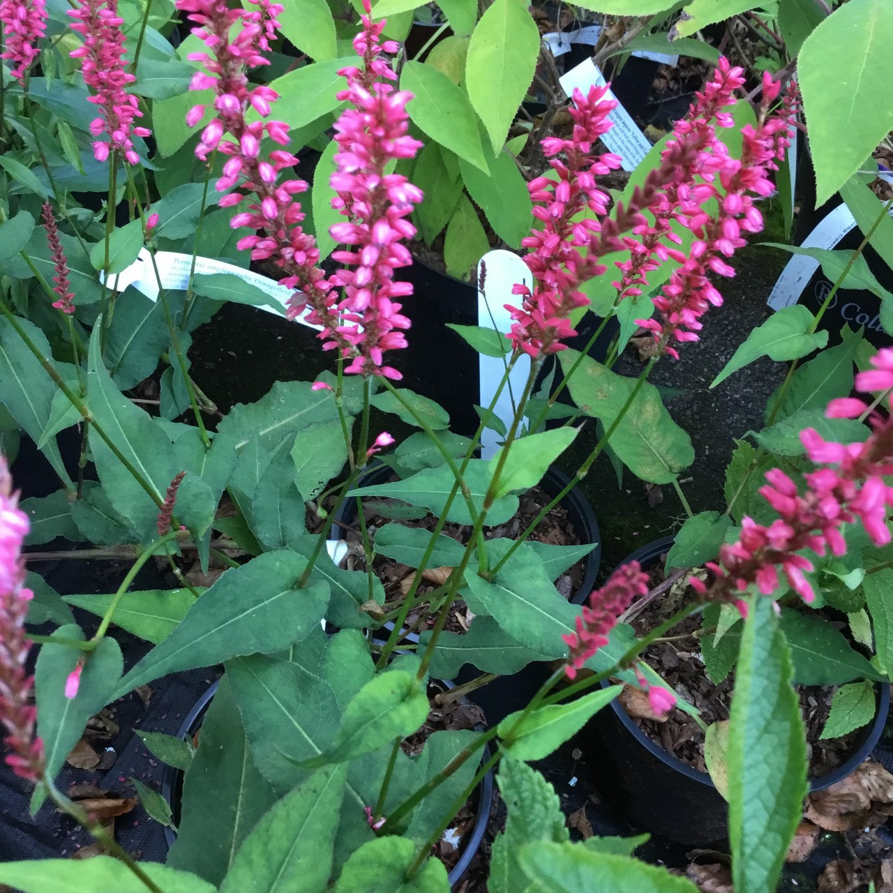 Persicaria 'Orangefield'