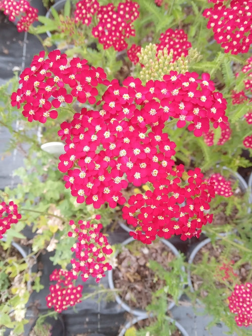 Achillea 'Petra'