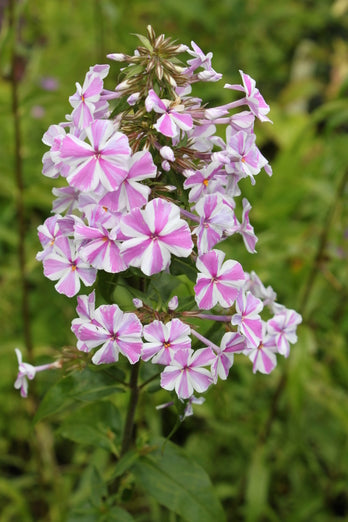 Phlox maculata 'Natascha'