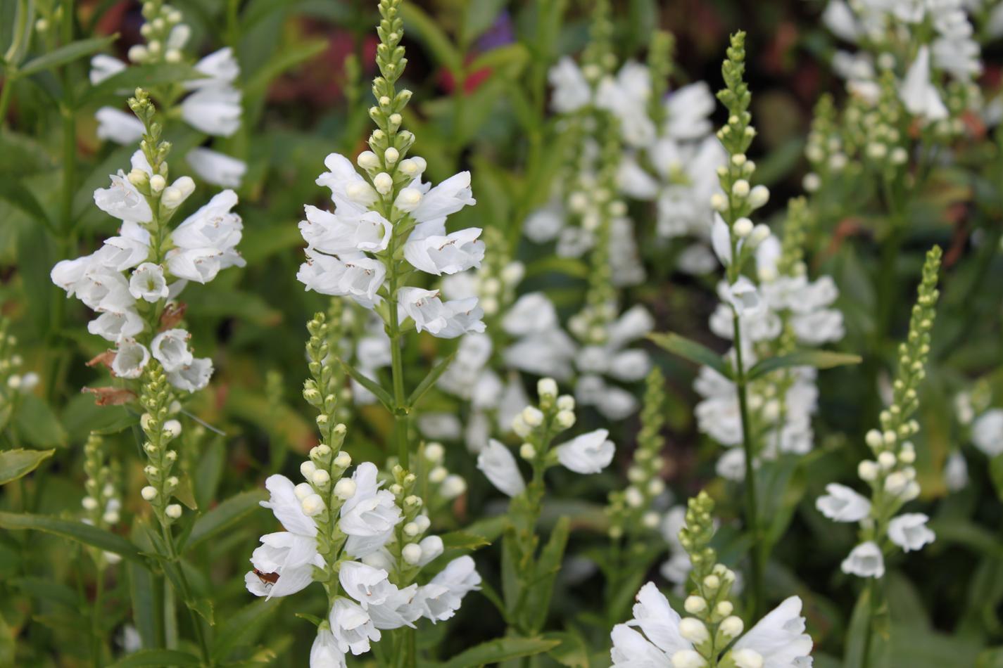 Physostegia 'Miss Manners'