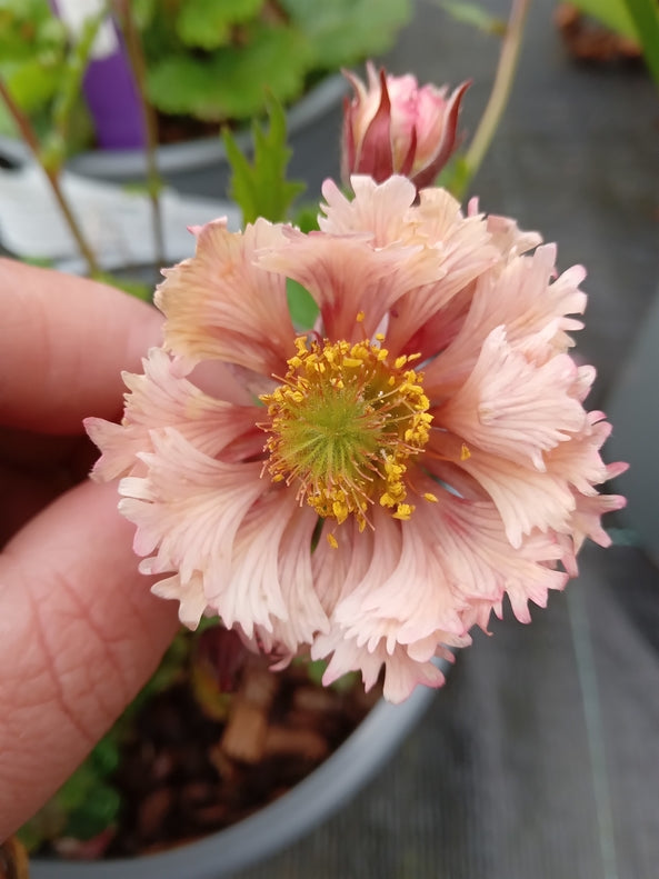 Geum ‘Pink Fluffy’