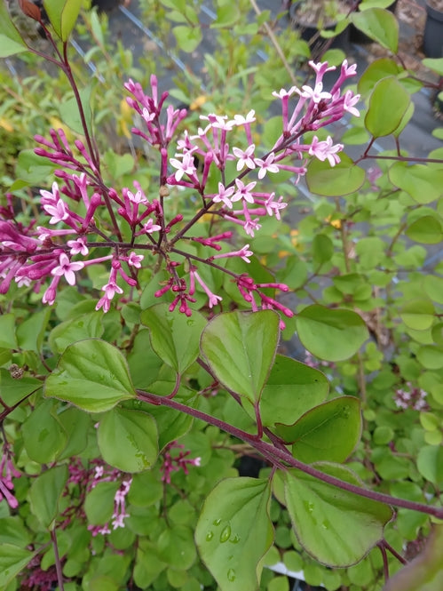 Syringa 'Red Pixie'