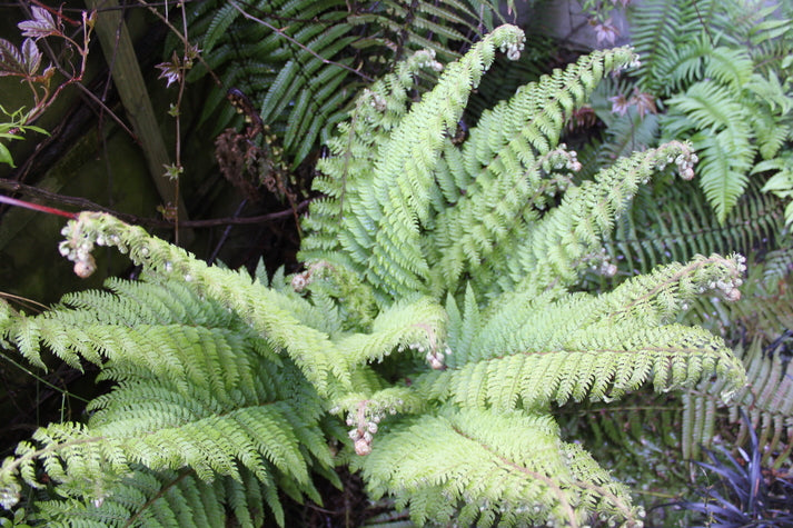 Polystichum setiferum  Congestum Group (Hardy fern) Habitat for birds & small mammals