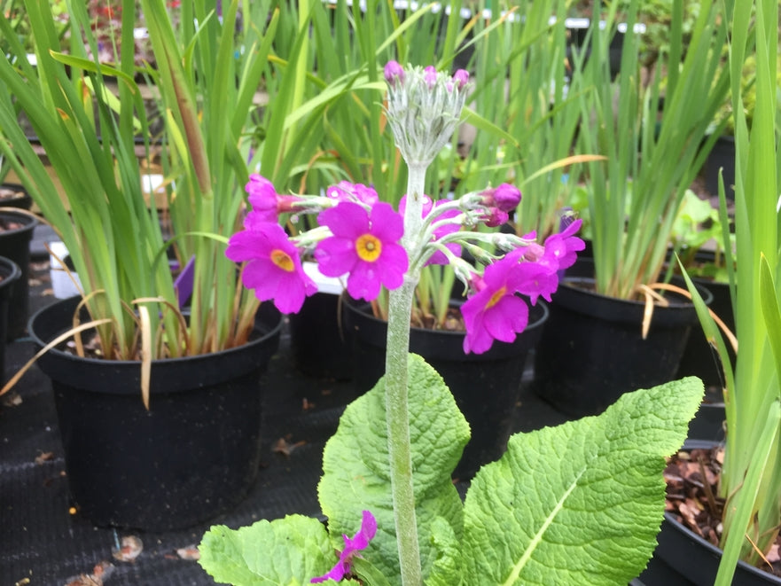 Primula beesiana