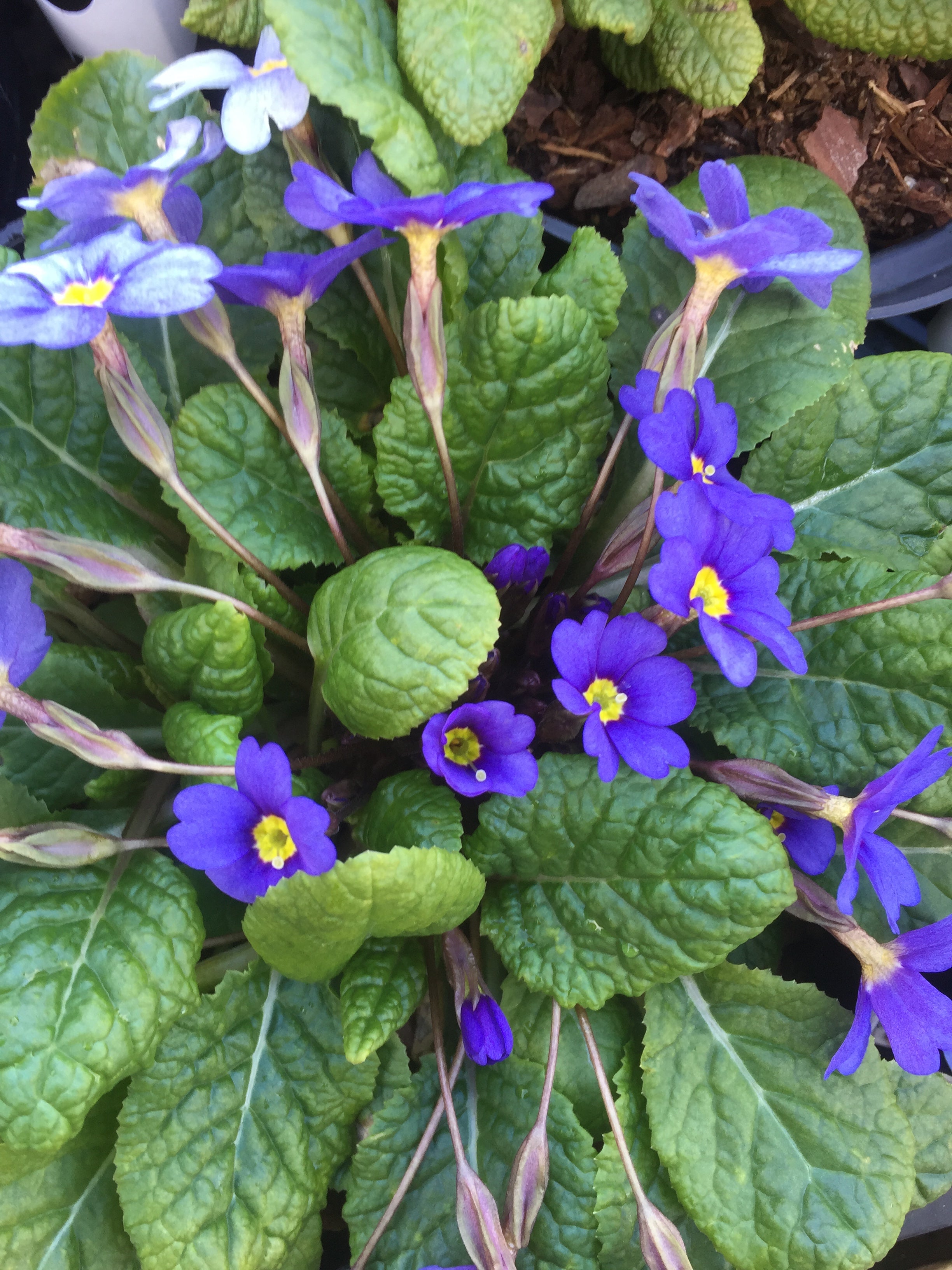 Primula Hall Barn Blue