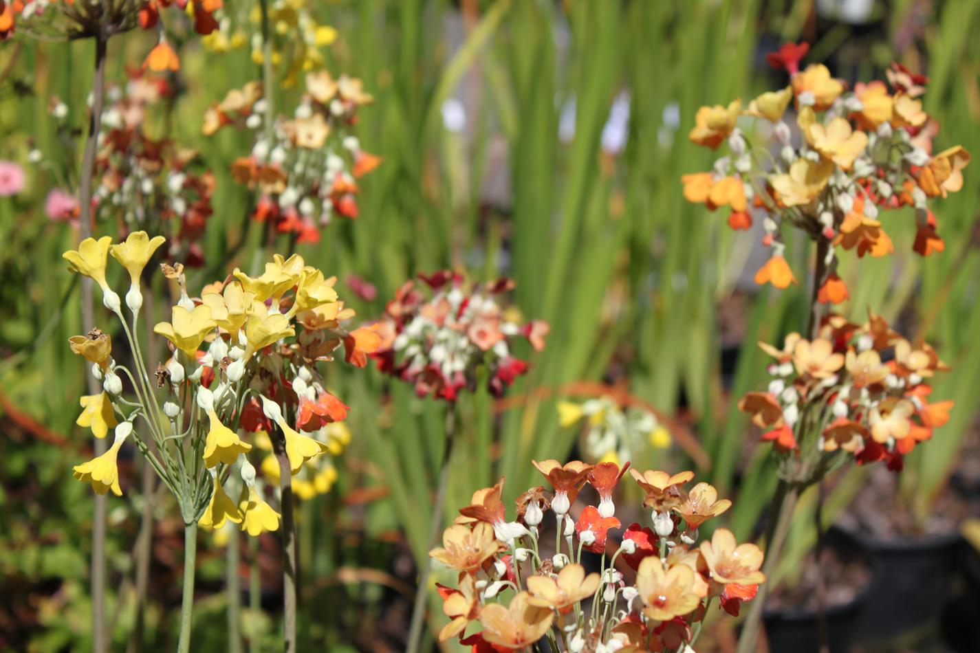 Primula florindae hybrids