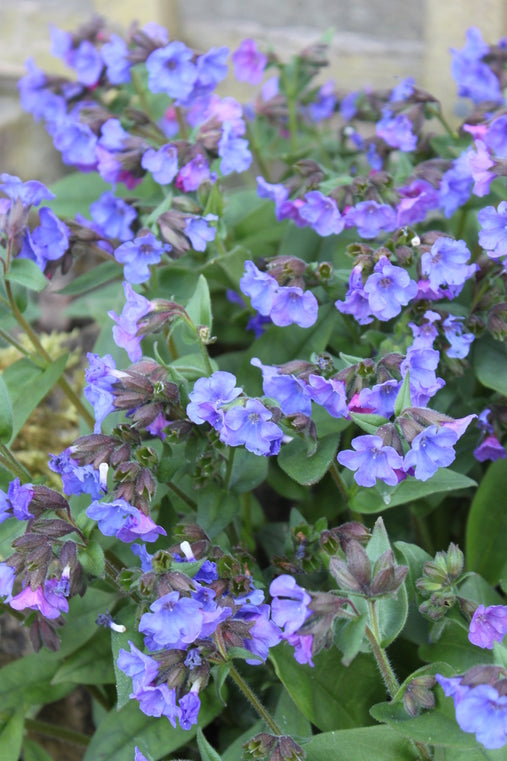 Pulmonaria 'Blue Ensign'