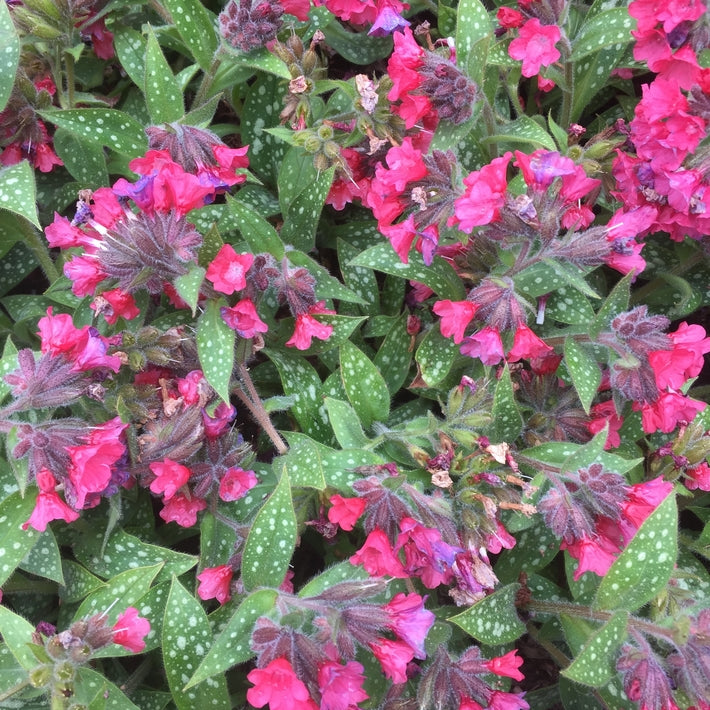 Pulmonaria ‘Shrimps on the Barbie’