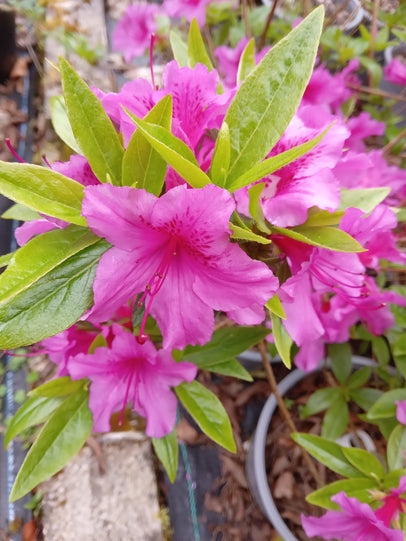 Azalea japonica 'Purple Splendour'