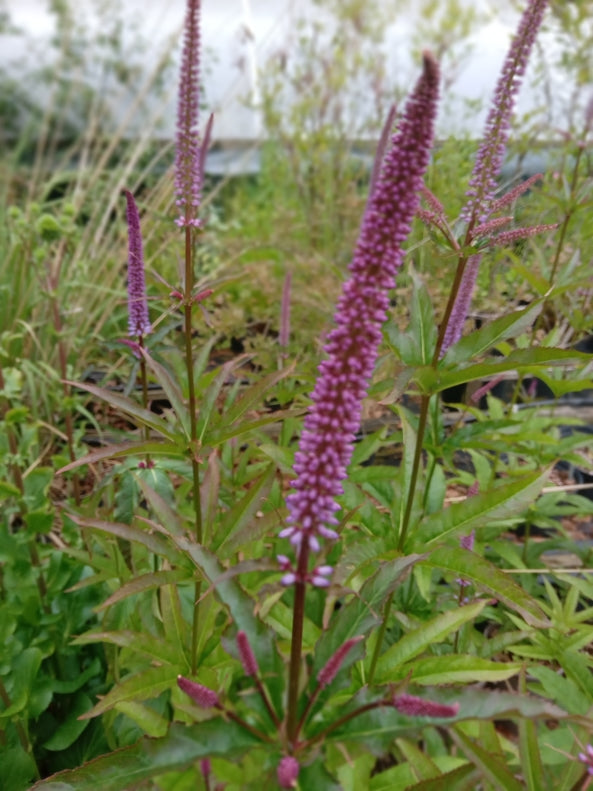 Veronicastrum virginicum Red Arrows