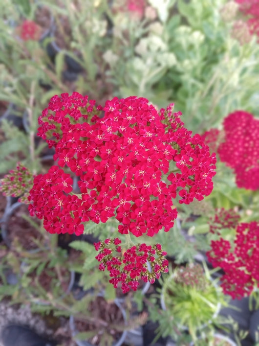 Achillea millefolium 'Red Velvet'