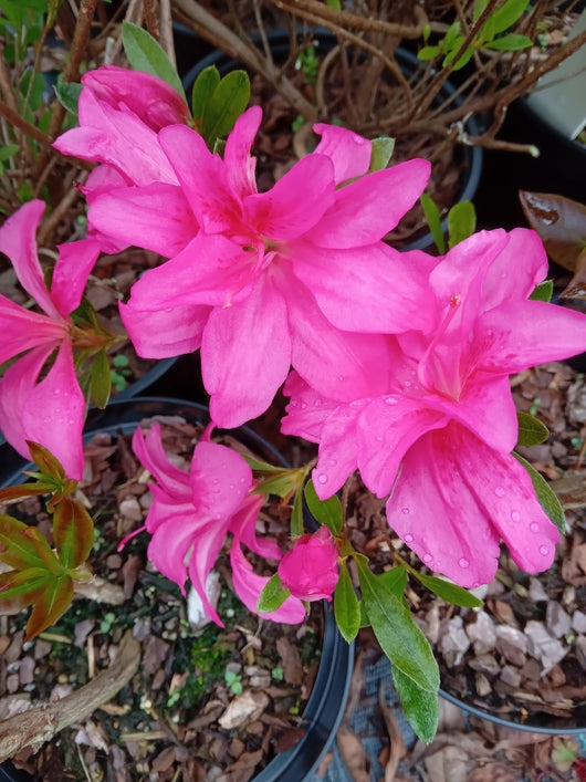Azalea japonica 'Rosa King'