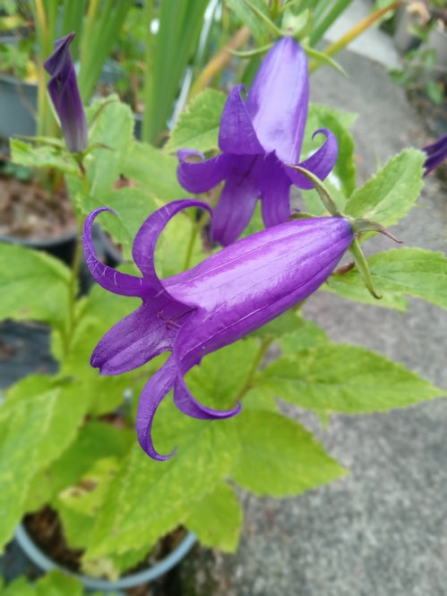 Campanula 'Royal Wedding'