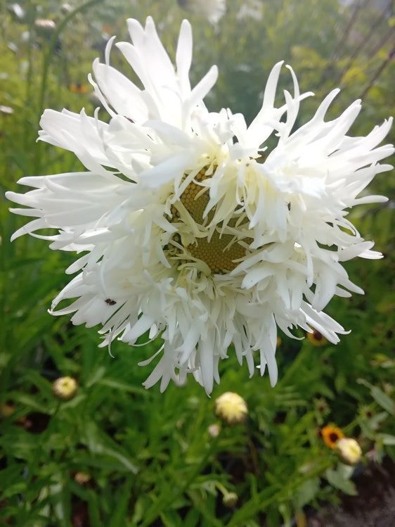Leucanthemum x superbum 'Shapcott Ruffles'