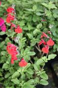 Salvia greggii 'Royal Bumble'