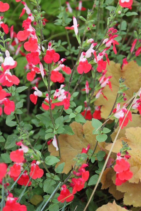 Salvia 'Hot Lips'