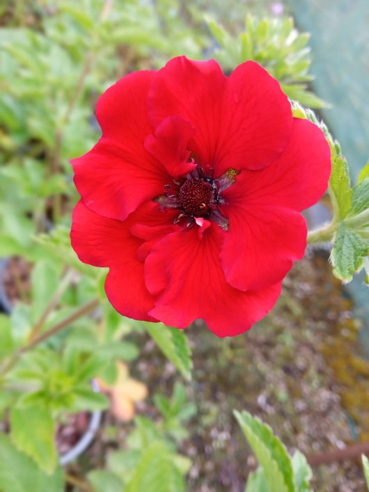 Potentilla 'Scarlet Dreams'