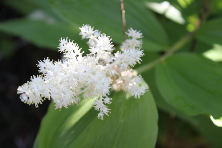 Smilacena racemosum or Maianthemum racemosum AGM