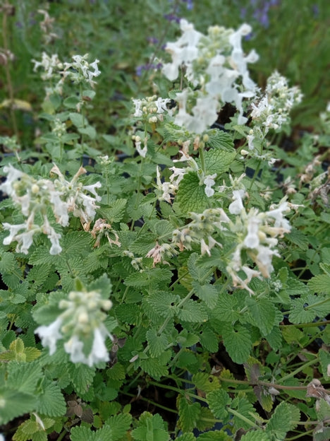 Nepeta racemosa 'Snowflake'