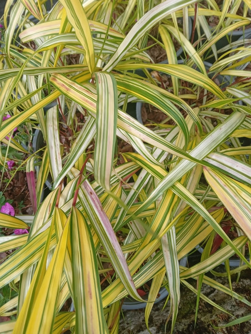 Hakonechloa macra Stripe It Rich