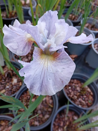 Iris sibirica 'Sun Grooves'