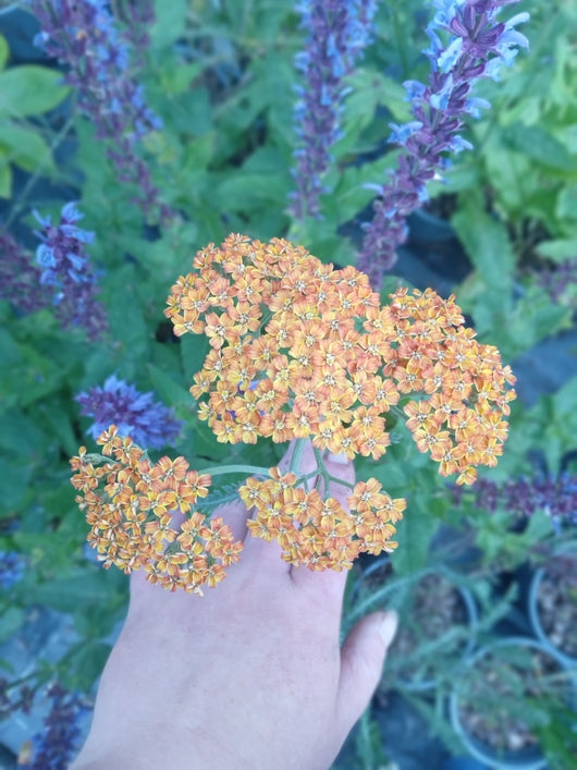 Achillea millefolium 'Terracotta'