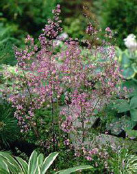 Thalictrum delavayi AGM