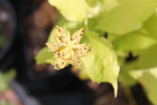 Tricyrtis 'Yellow Sunrise'