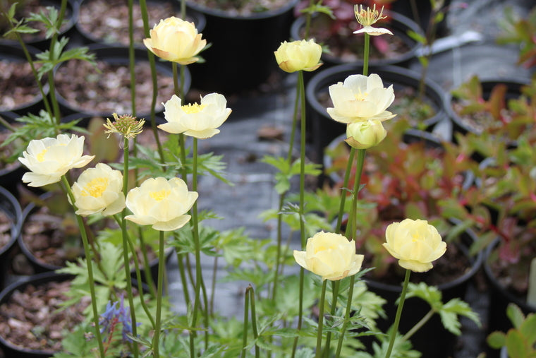Trollius x cultorum 'New Moon'