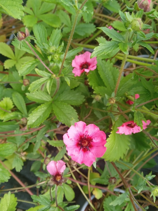 Potentilla 'Twinkling Star'