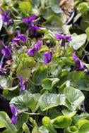 Viola odorata 'Miracle Intense Blue'