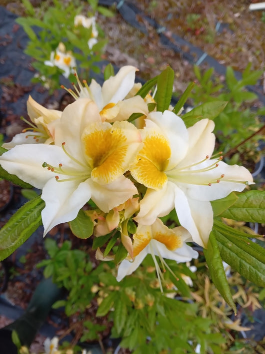Azalea mollis 'White Melody'