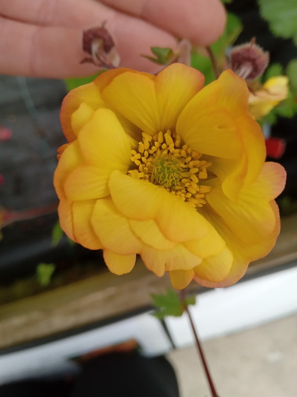 Geum 'Yellow Fluffy'