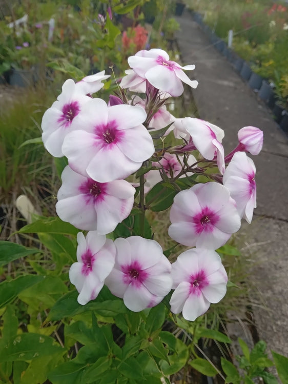 Phlox paniculata 'Younique Trendy'
