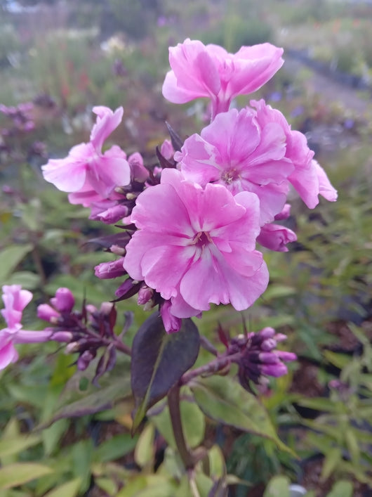 Phlox paniculata 'Zenobia'