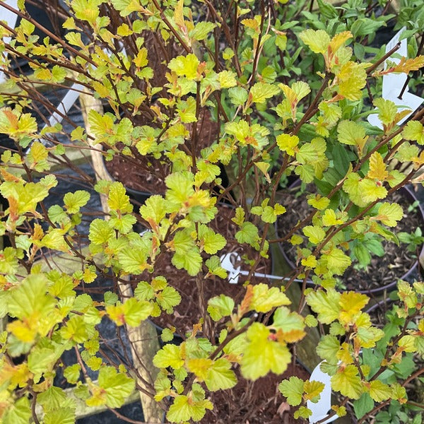 Physocarpus opulifolius 'Raspberry Lemonade' NEW