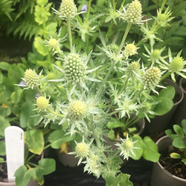 Eryngium planum 'Magical Silver' (Sea holly) Attracts pollinators Caths Garden Plants