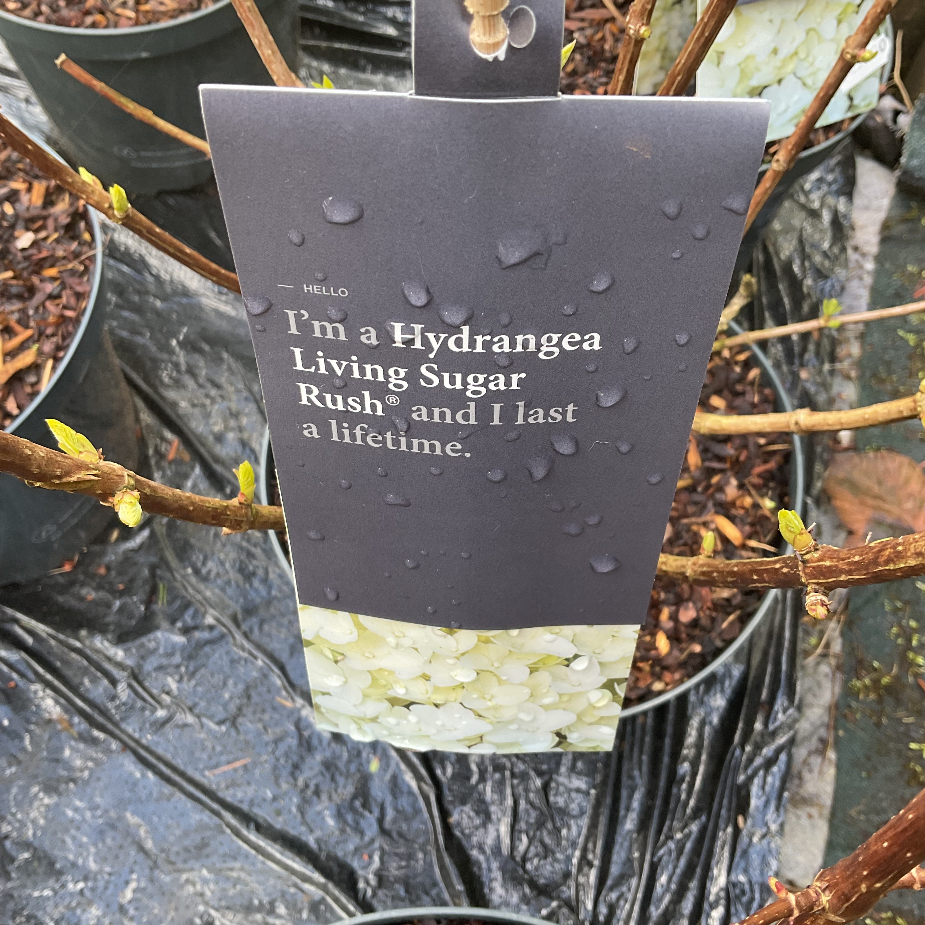 Hydrangea paniculata 'Living Sugar Rush' (Recent introduction) Award winner